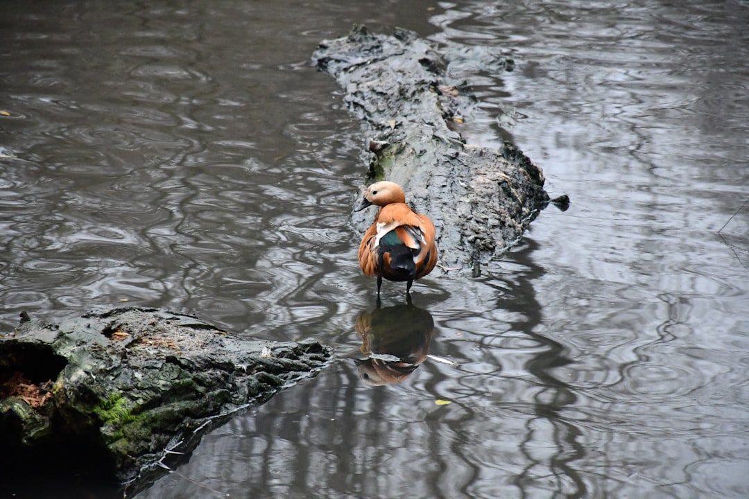 Law enforcement and divers search a pond in Clayton County, Georgia, where a nonverbal 6-year-old boy was found dead.